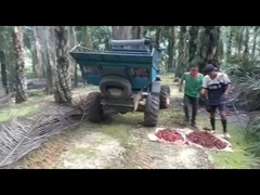 WEA08 ΤΡΑΚΤΕΡ ΦΟΙΝΙΚΈΛΑΙΟΥ