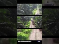 WEA18 ΤΡΑΚΤΕΡ ΦΟΙΝΙΚΈΛΑΙΟΥ