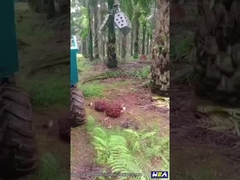 22HP το μίνι αγροτικό τρακτέρ τρακτέρ φοινικέλαιου της Ινδονησίας με επιτίθεται